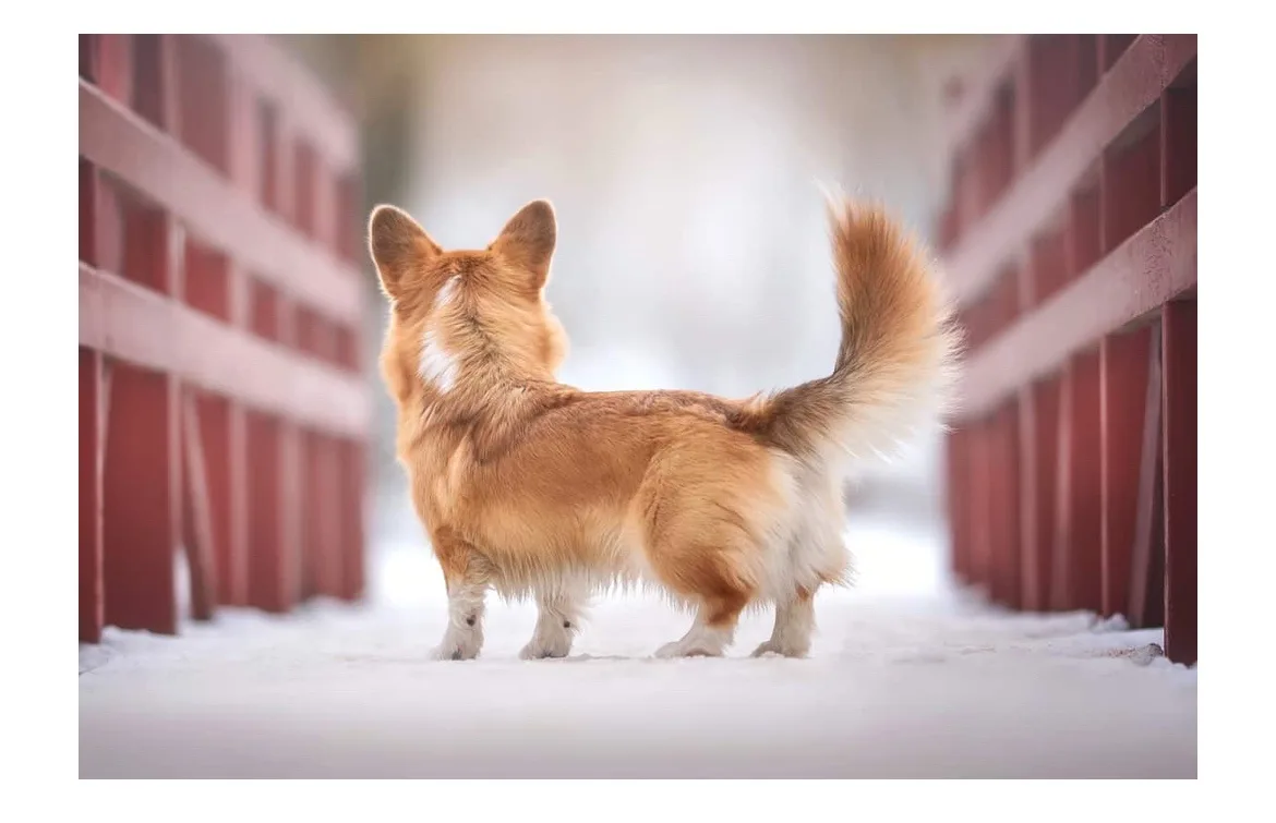 a fluffy tan and white corgi stands in the snow between two red wooden fences, viewed from behind with its tail curled up…