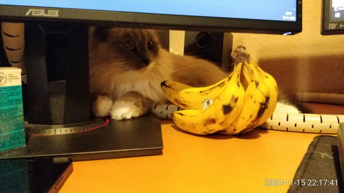 A fluffy, long-haired cat with dark face and white paws is peeking out from under a black ASUS monitor on a wooden desk…