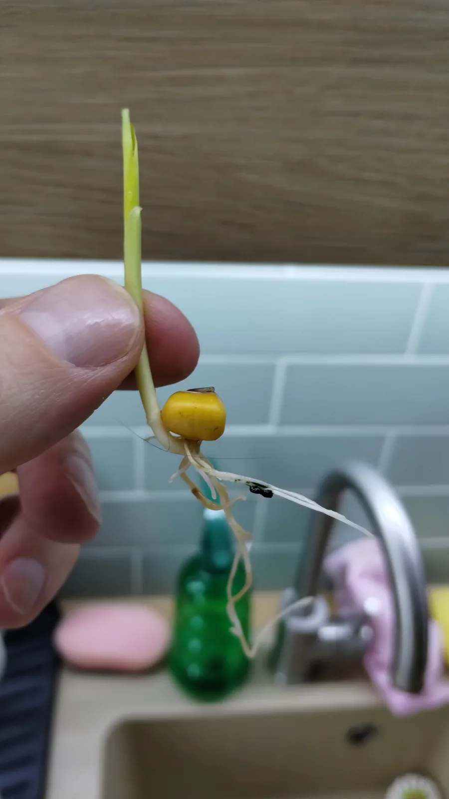 A hand holds a sprouted yellow corn kernel with a green shoot and white roots against a kitchen sink background. The…