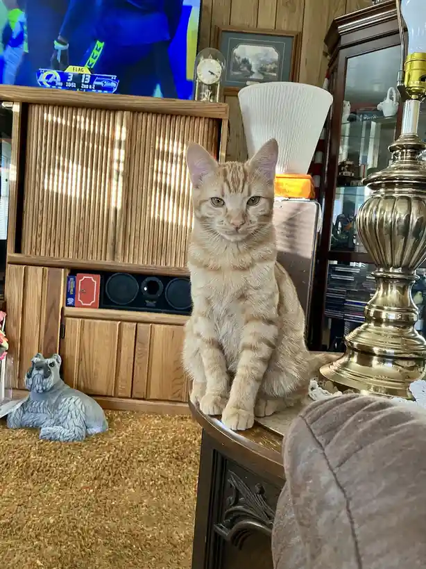 An orange tabby cat sits upright on a wooden table in a living room, looking directly at the camera with a serious…