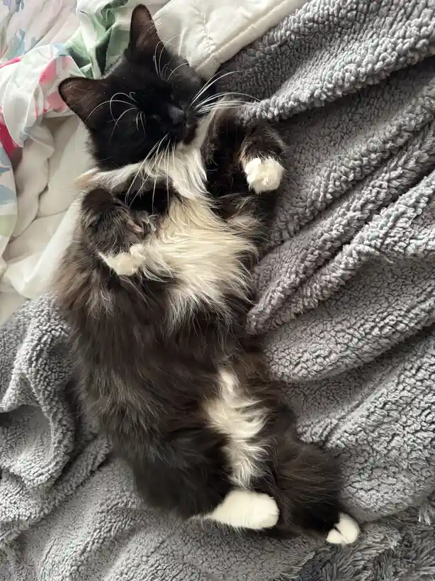 A black and white fluffy cat is lying on its back on a grey textured blanket, paws up in the air, appearing very relaxed and…