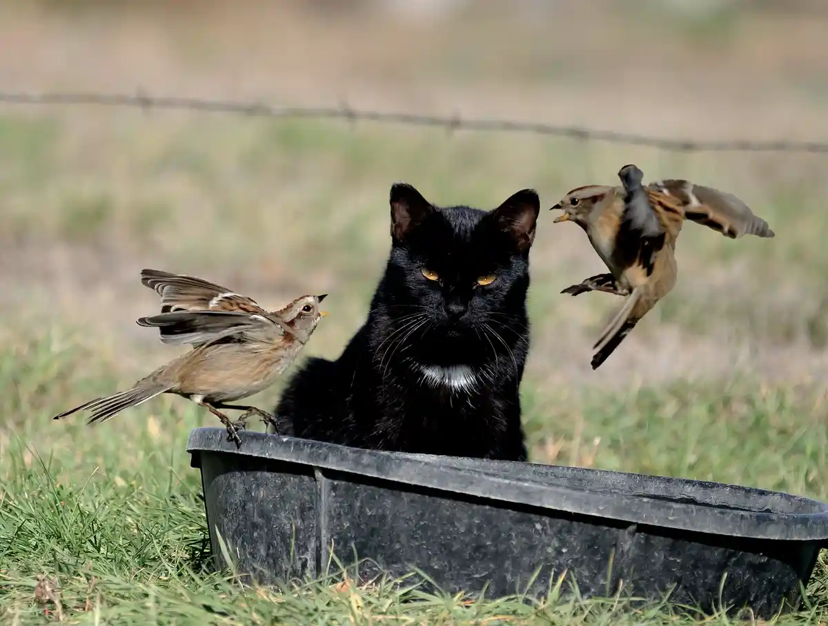 A black cat with a white chest sits calmly in a black plastic tub in a grassy field, staring forward. Two small brown birds…