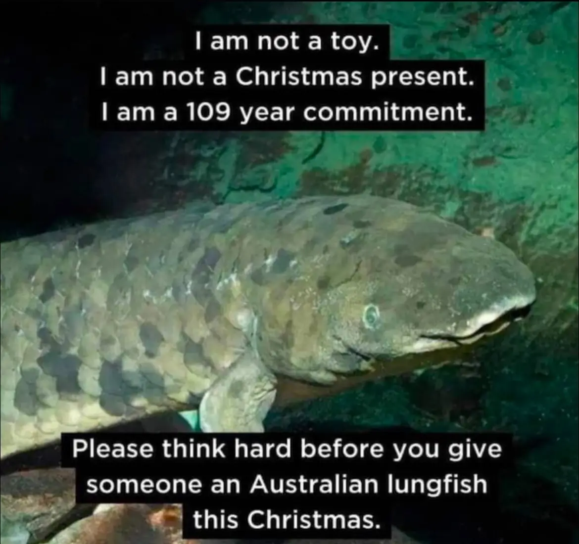 A close-up underwater photo of an Australian lungfish with a mottled, scale-covered body and a blunt snout, looking directly…