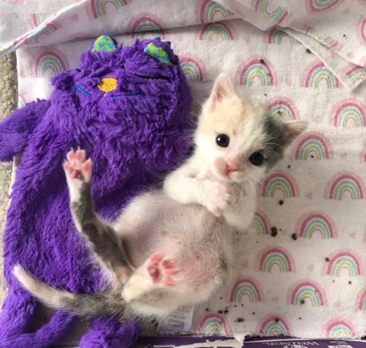 A tiny, fluffy calico kitten with wide eyes lies on its back on a rainbow-patterned blanket, one paw raised, next to a large…