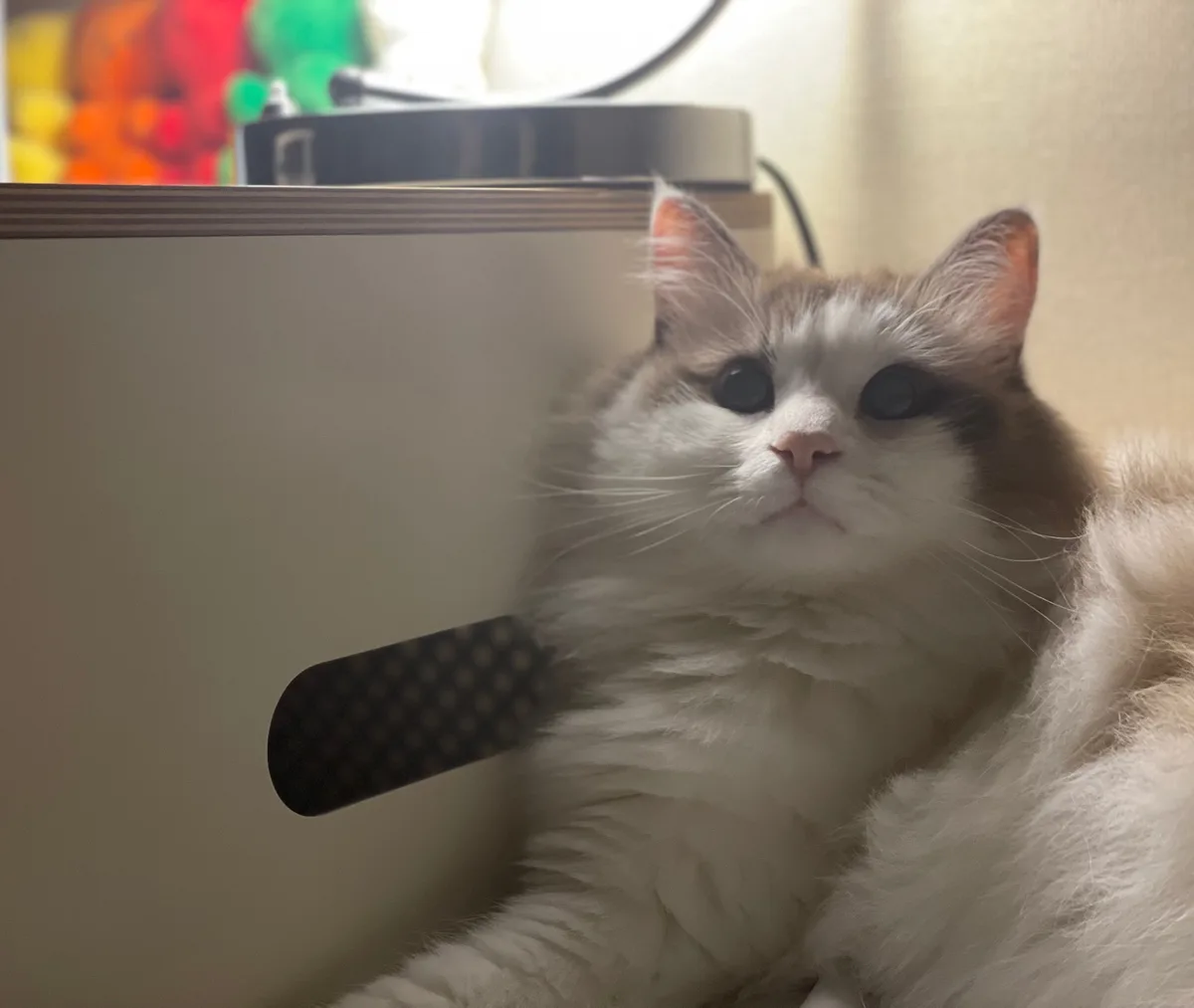 A fluffy, long-haired cat with white and light brown fur sits calmly, looking upward with wide, innocent eyes. A black…