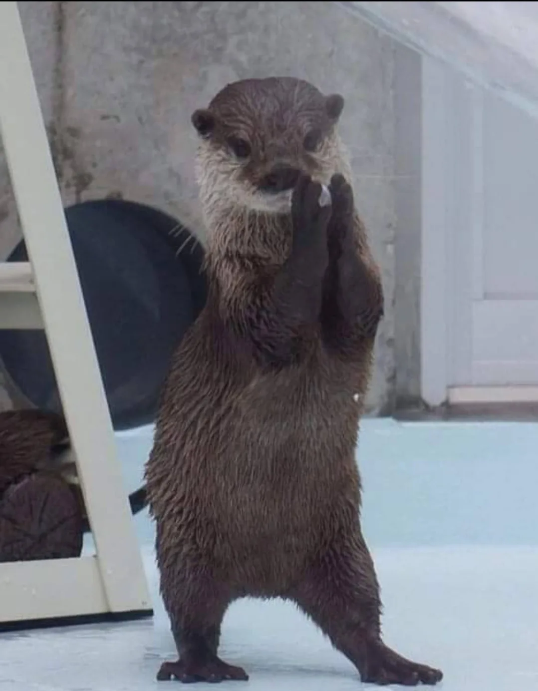 A wet otter stands upright on its hind legs in a shallow pool, pressing its front paws together in a pleading gesture. The…