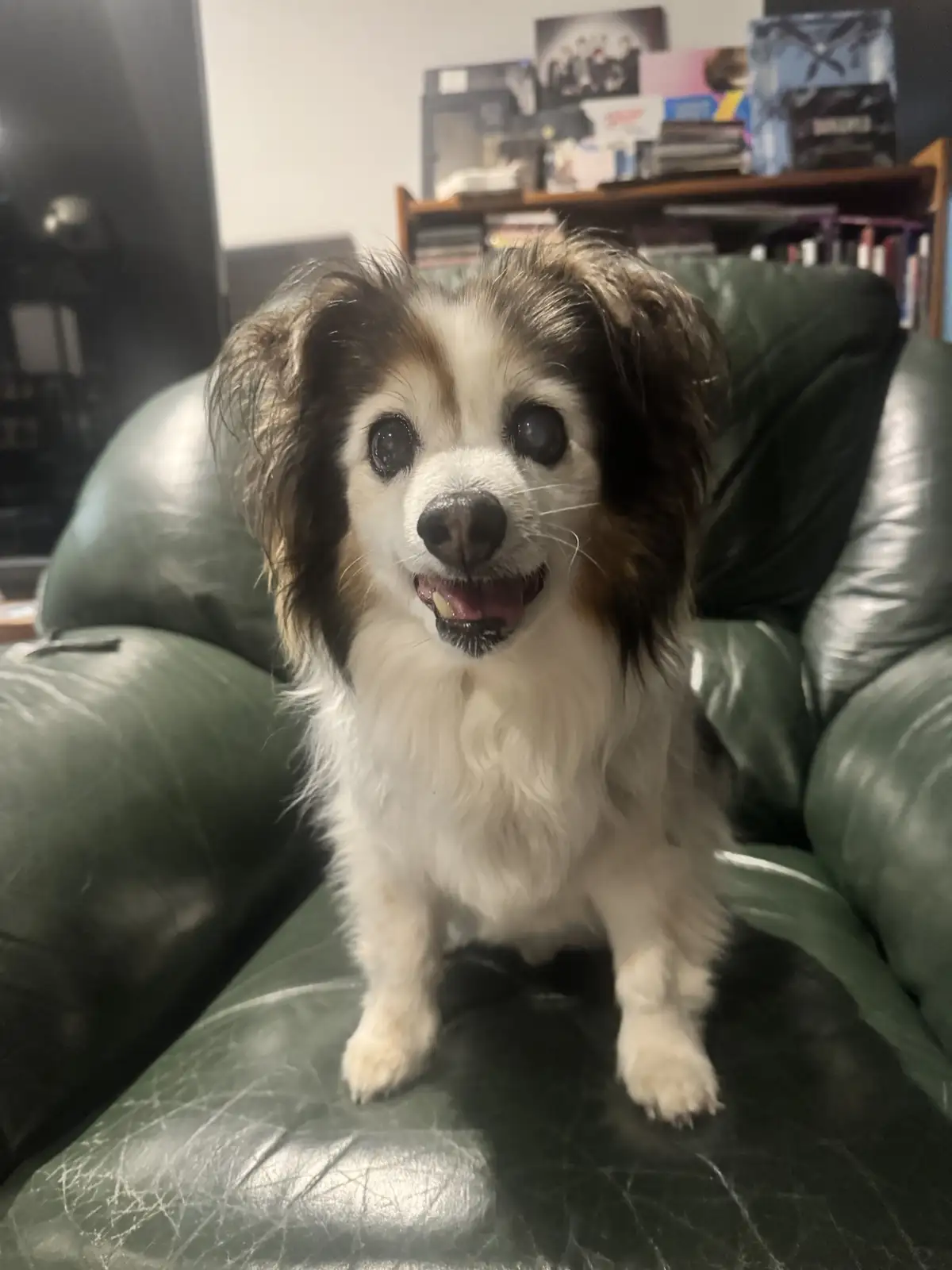 A small, fluffy dog with brown and white fur and large, expressive eyes sits upright on a worn green leather couch, looking…