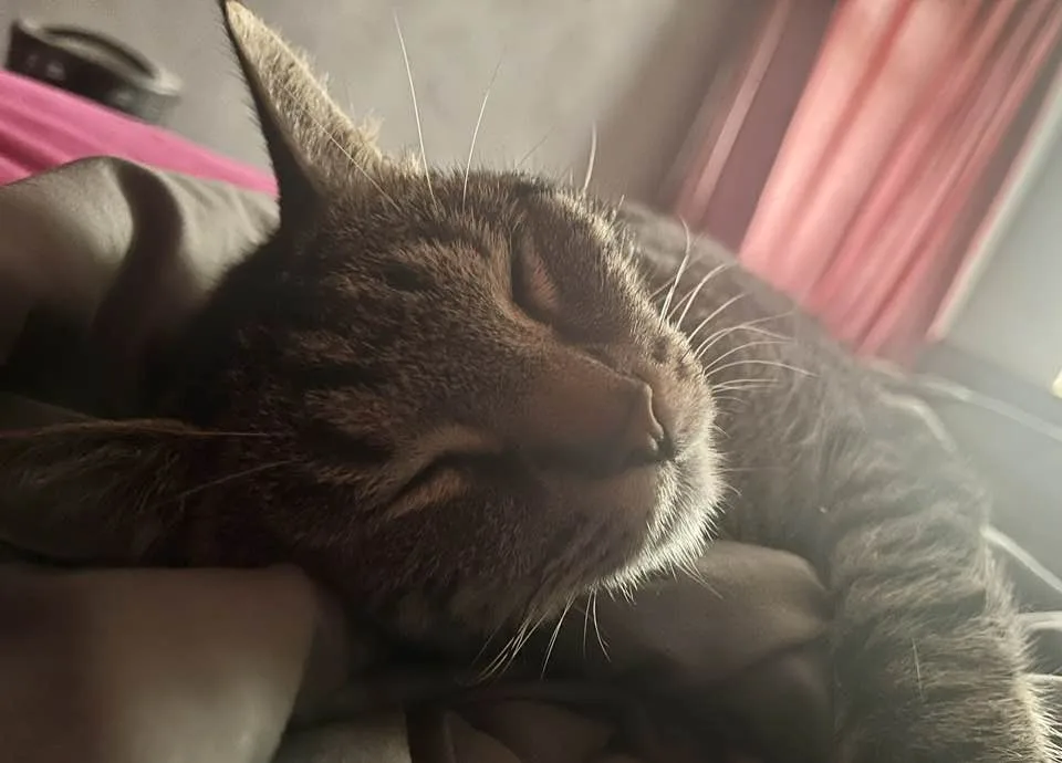 Dave's Adorable Charm Shines Bright