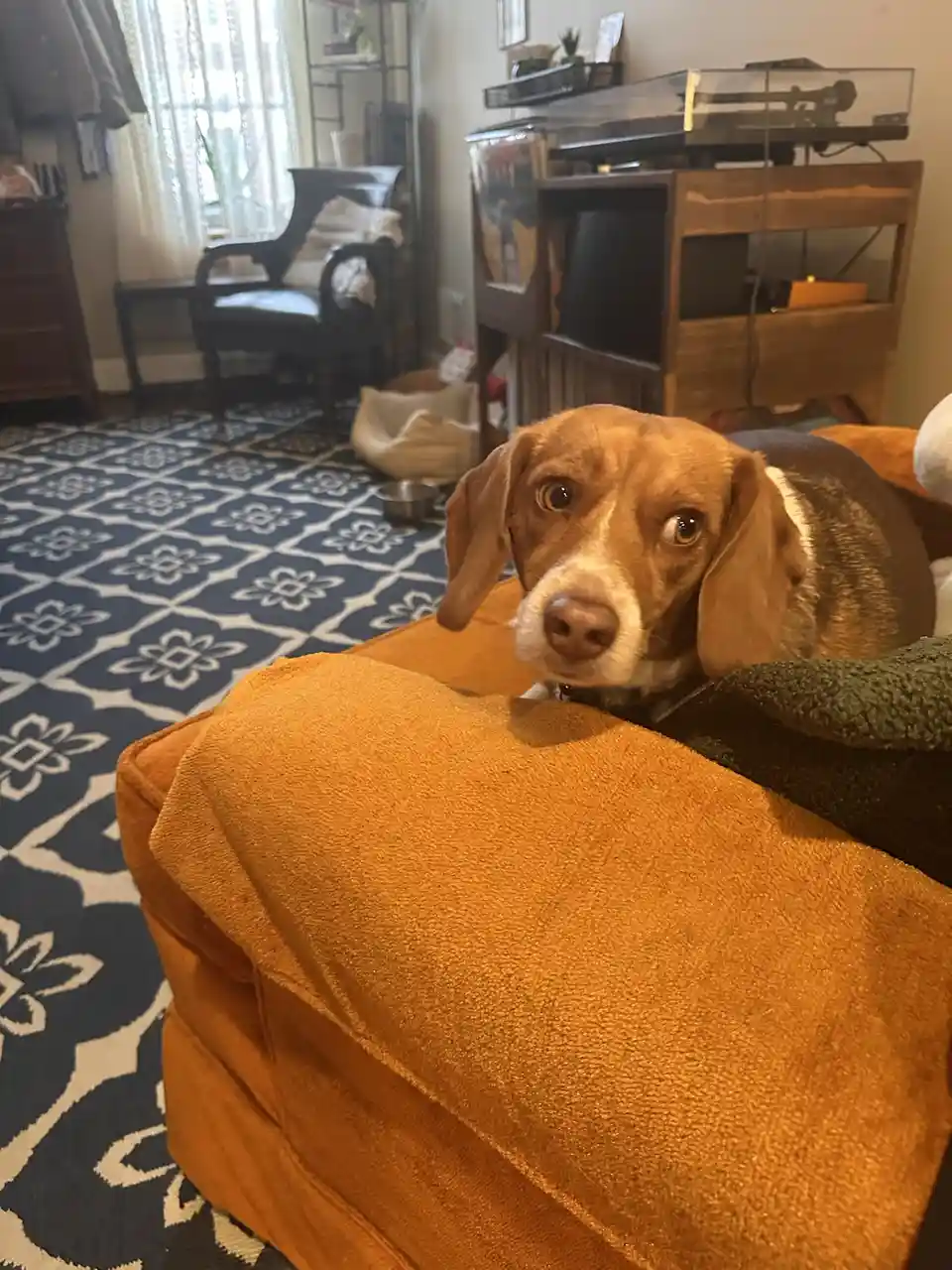 A brown and white beagle dog with large, pleading eyes is peeking over the back of an orange couch in a living room. The…