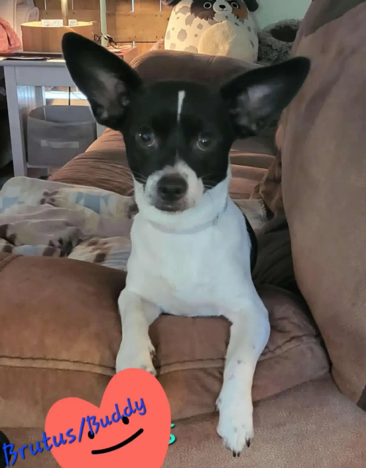 A small black and white dog with large ears sits attentively on a brown couch, looking directly at the camera. A red heart…