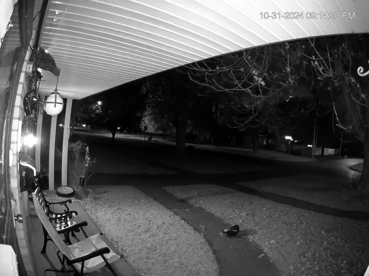 A black-and-white security camera image from a porch at night, showing a small animal, likely a skunk, walking on a gravel…