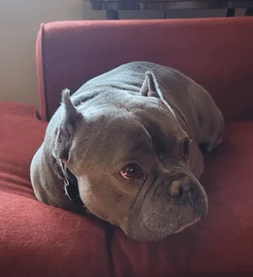 A grid of six identical photos shows a gray French bulldog lying on a red couch, looking directly at the camera with a…