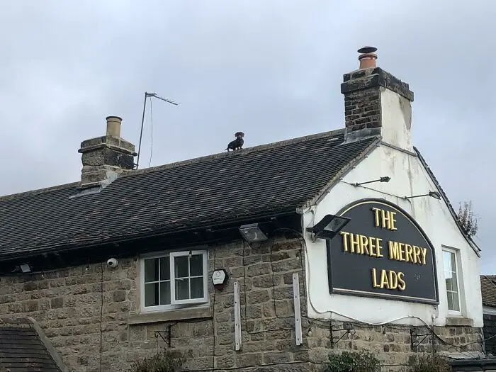 A stone pub with a black sign reading 'THE THREE MERRY LADS' in gold letters. A small black dog is sitting on the dark tiled…