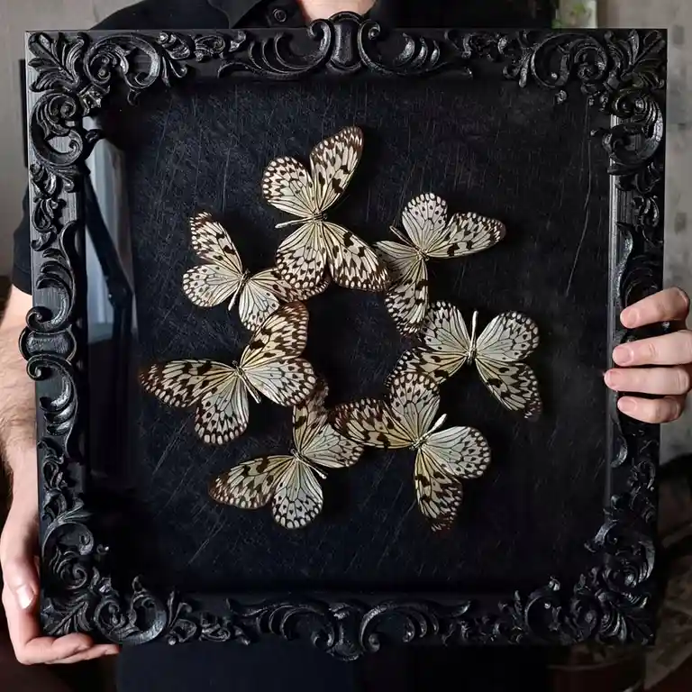 A person holds a large, ornate black picture frame containing a collection of preserved butterflies with white and brown…