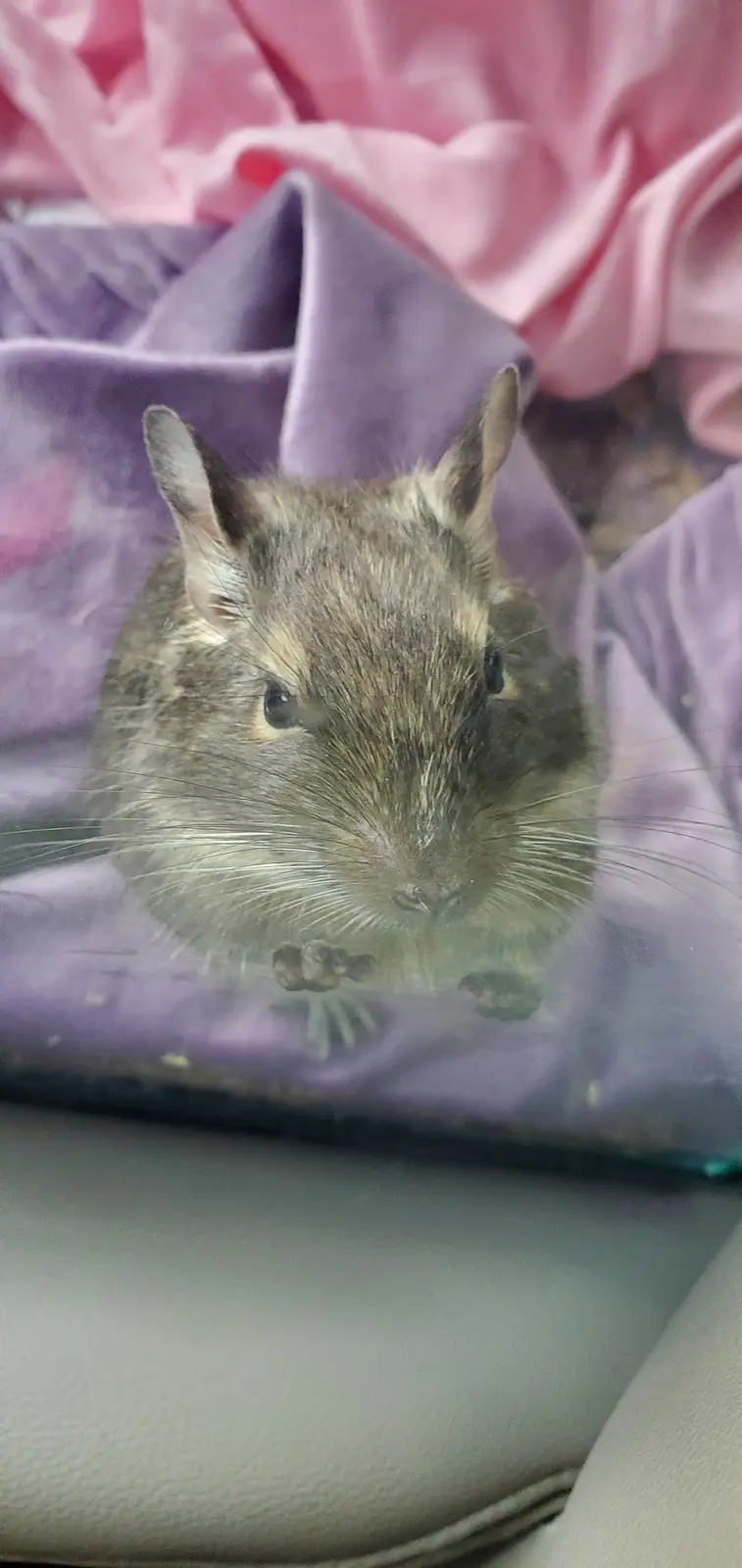 A close-up photo shows a small, gray guinea pig with long whiskers and alert ears, looking directly at the camera from…