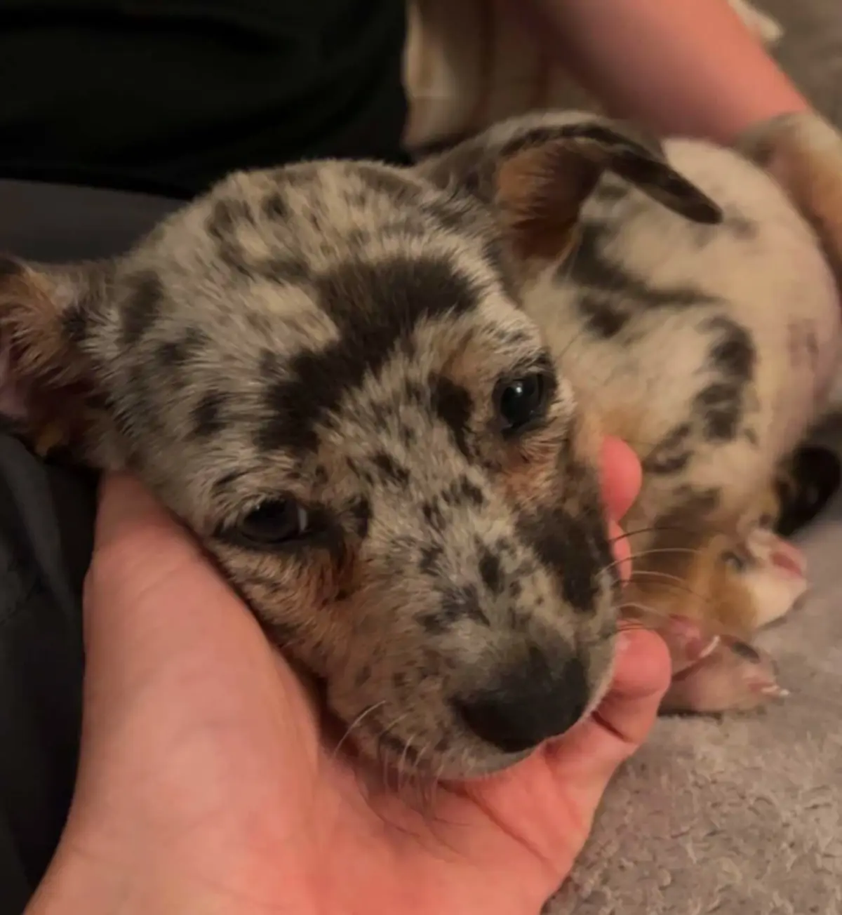 A close-up photo shows a small, spotted puppy with a dappled black-and-white coat resting its head in a person's hand. The…