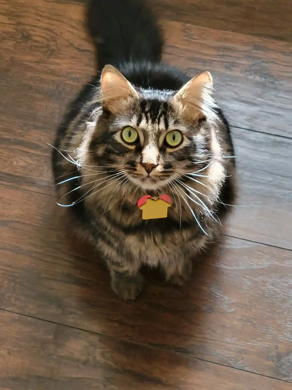 A fluffy tabby cat with striking green eyes sits upright on a dark wood floor, looking directly at the camera with an…
