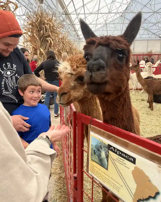 A young boy in a blue shirt stands beside an adult, looking at two alpacas behind a red fence at what appears to be a farm…