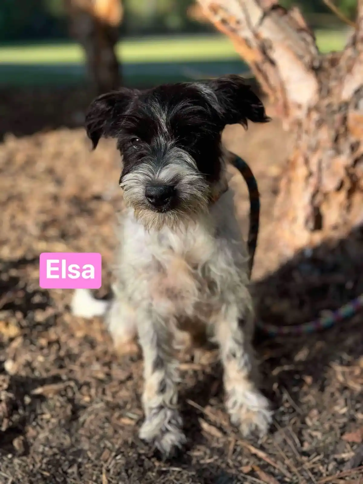A small black-and-white dog with scruffy fur and floppy ears sits attentively on wood chip ground next to a tree trunk. A…