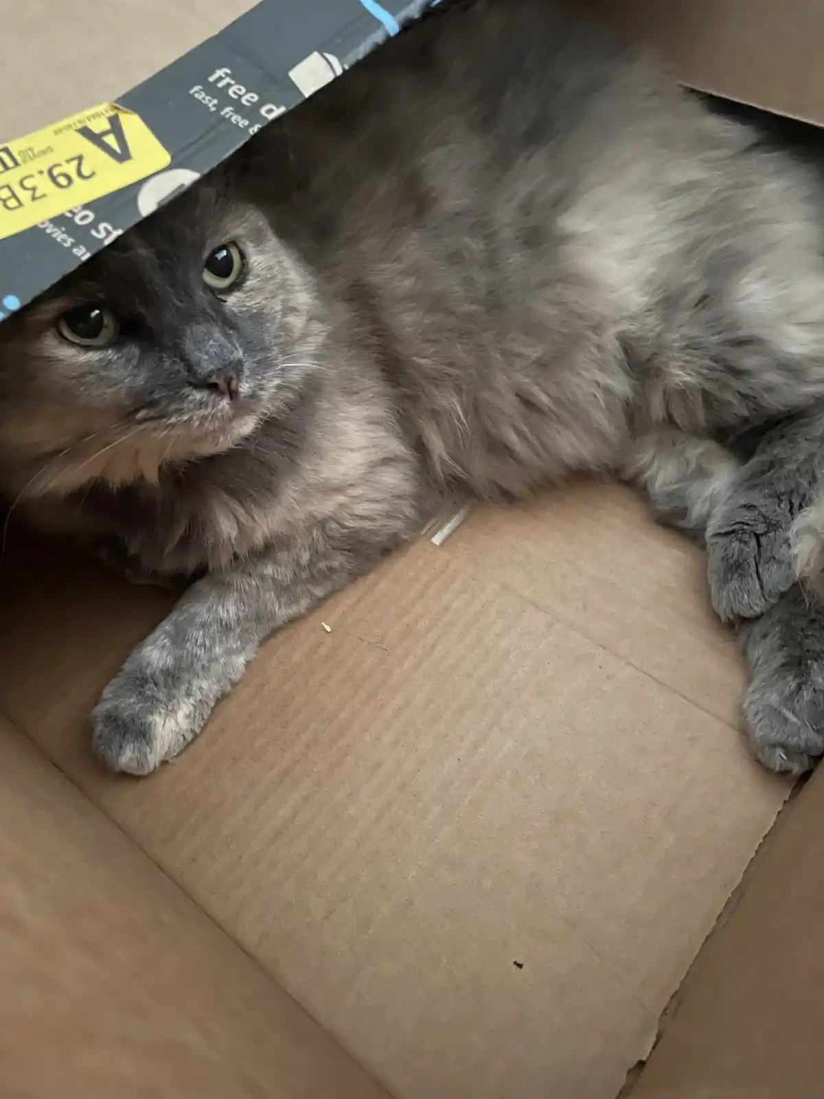A fluffy gray cat with green eyes is lying inside a cardboard box, looking directly at the camera with a calm, slightly smug…