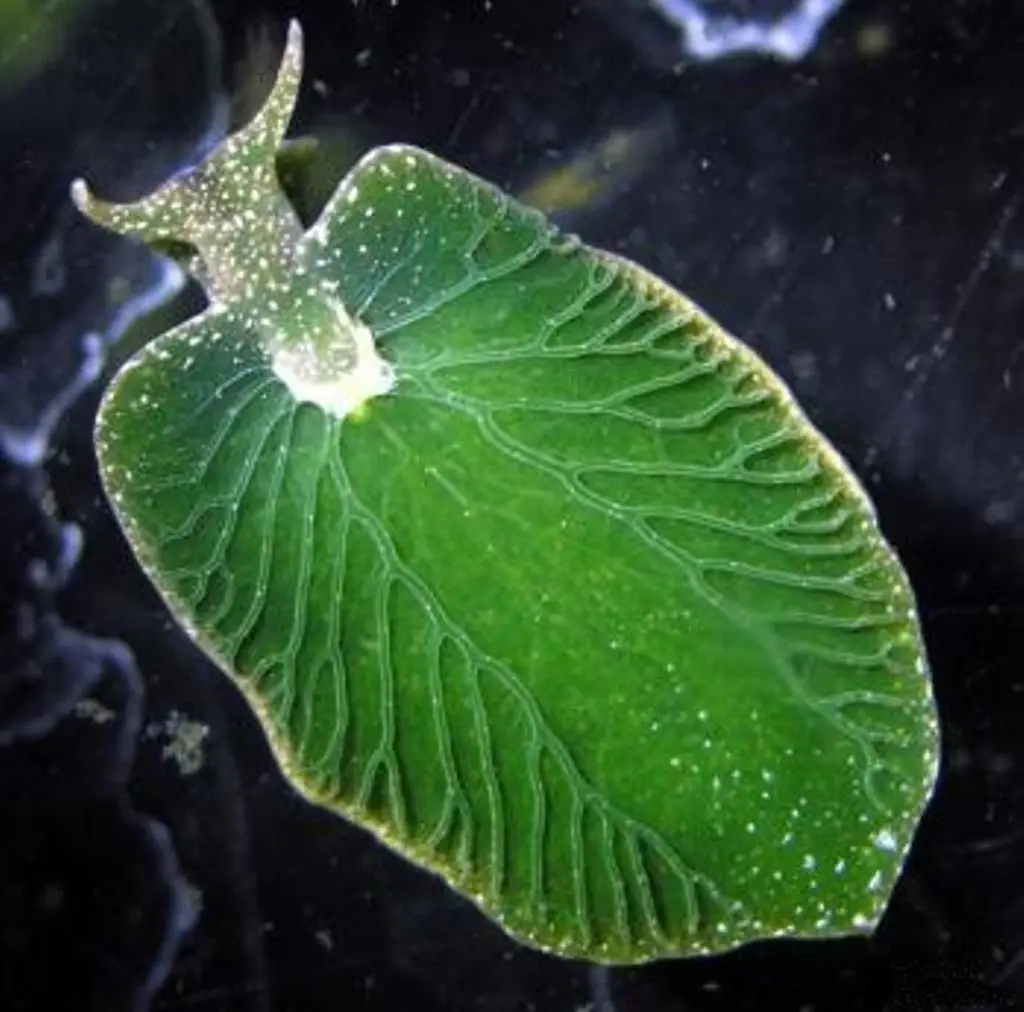 a close-up photo shows a translucent green sea slug, resembling a leaf with visible vein-like patterns, floating in dark…