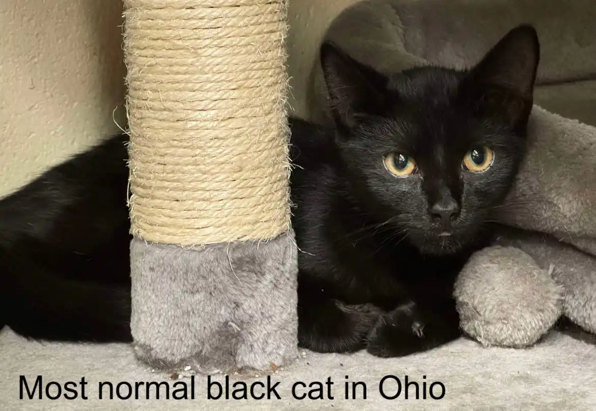 A black cat with yellow eyes is lying on a carpeted floor next to a sisal-wrapped scratching post and a grey plush toy. The…