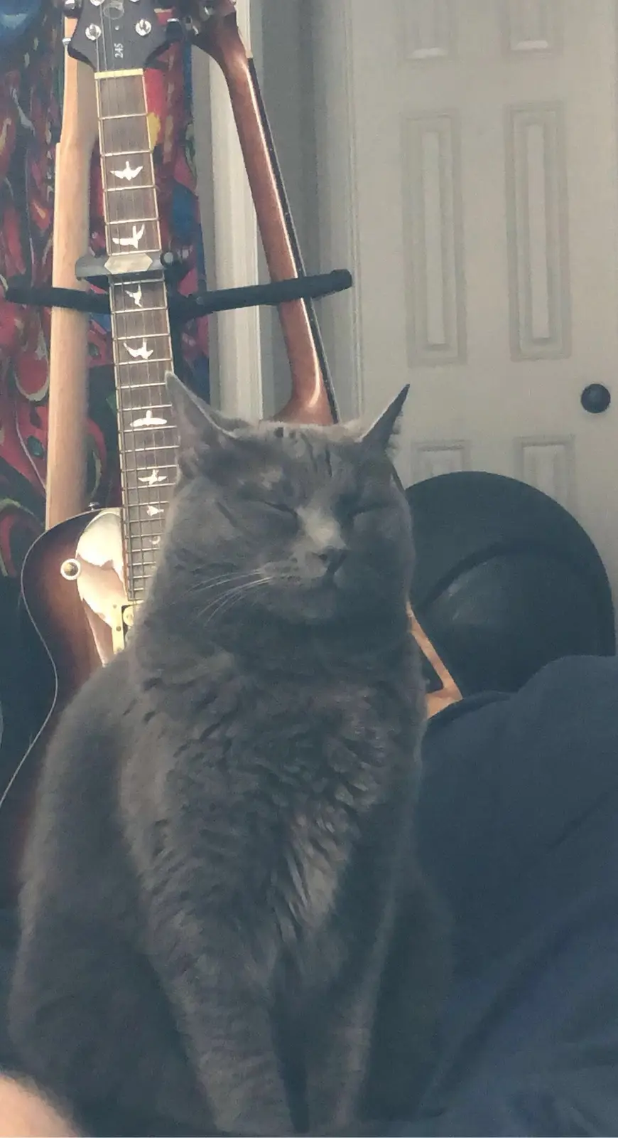 A gray cat with its eyes closed sits calmly on someone's lap, appearing very relaxed or sleepy. Behind it, a guitar with…