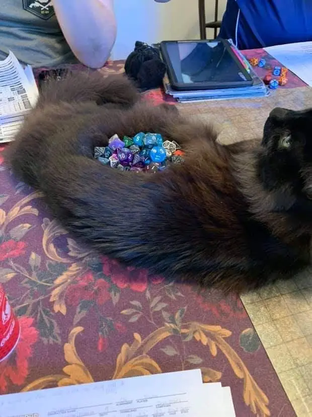 A fluffy black cat is curled up on a floral-patterned tablecloth, with a pile of colorful polyhedral dice nestled in the…