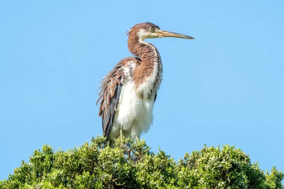 A brown and white heron stands tall on the top of a green bush against a clear blue sky. The bird has a long, pointed beak…