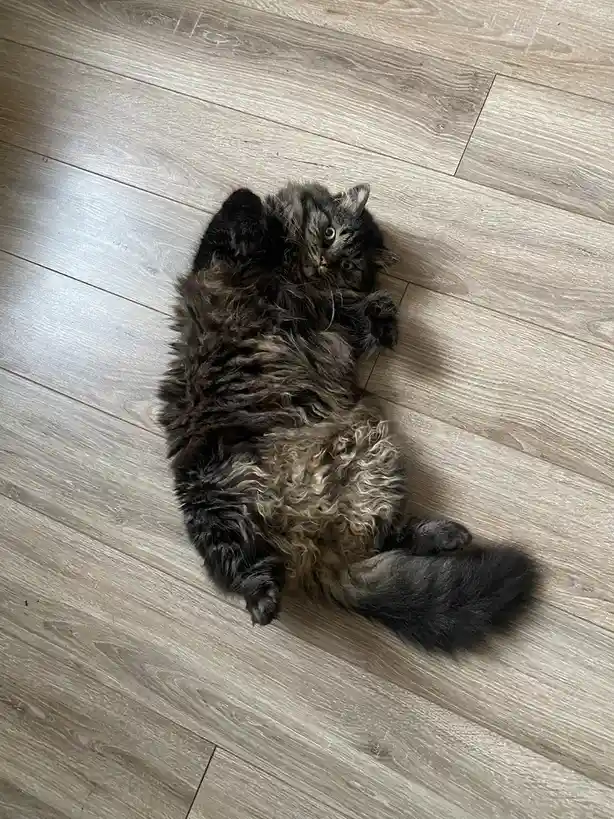 A fluffy, long-haired tabby cat is lying on its back on a light-colored wood laminate floor, exposing its belly and looking…