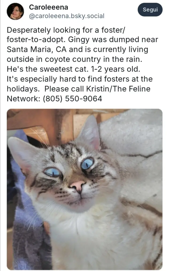 A close-up photo of a tabby cat with striking blue eyes looking directly at the camera, overlaid with a plea for foster…