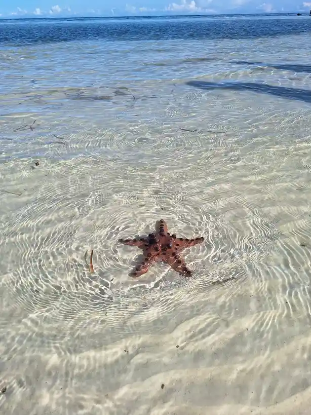 A brown starfish with dark bumps rests on a sandy beach in shallow, clear water under a blue sky. The overlaid text reads…
