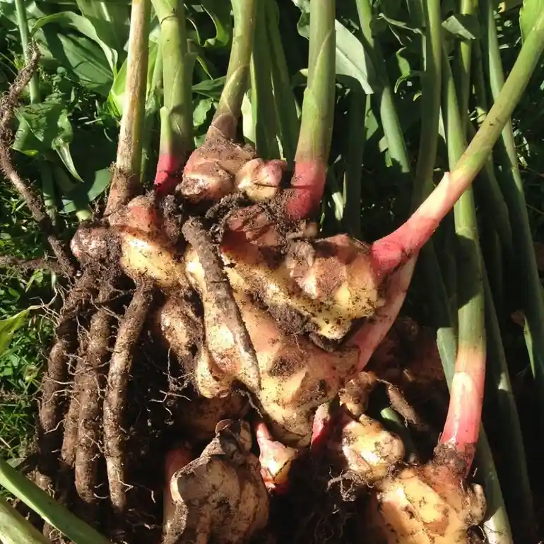 a close-up photo of a freshly harvested ginger root plant with visible soil clinging to its knobby, beige-and-pink rhizomes…