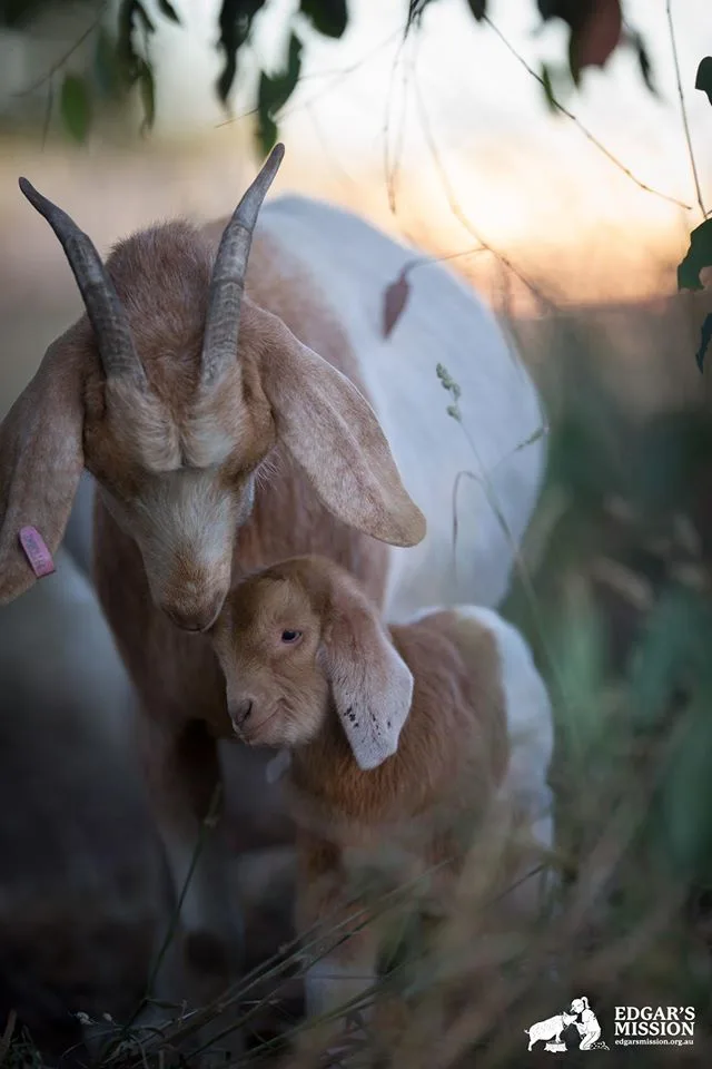 A close-up photograph shows an adult goat with long, curved horns and a pink ear tag gently nuzzling a smaller, younger goat…