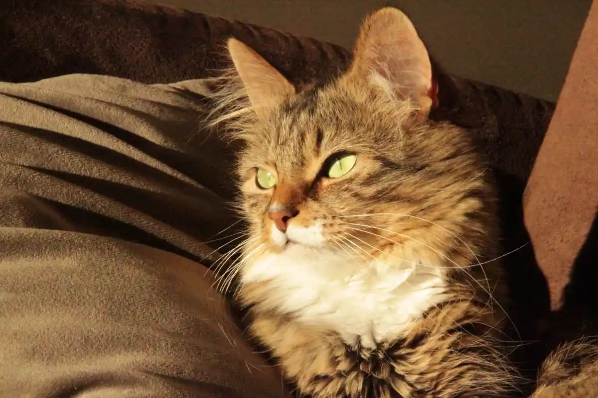 A fluffy tabby cat with green eyes sits on a dark couch, looking off to the side with a displeased expression. The overlaid…