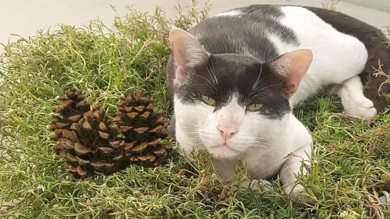 A black and white cat with a grumpy expression lies in green foliage next to a pinecone. The cat's eyes are half-lidded and…