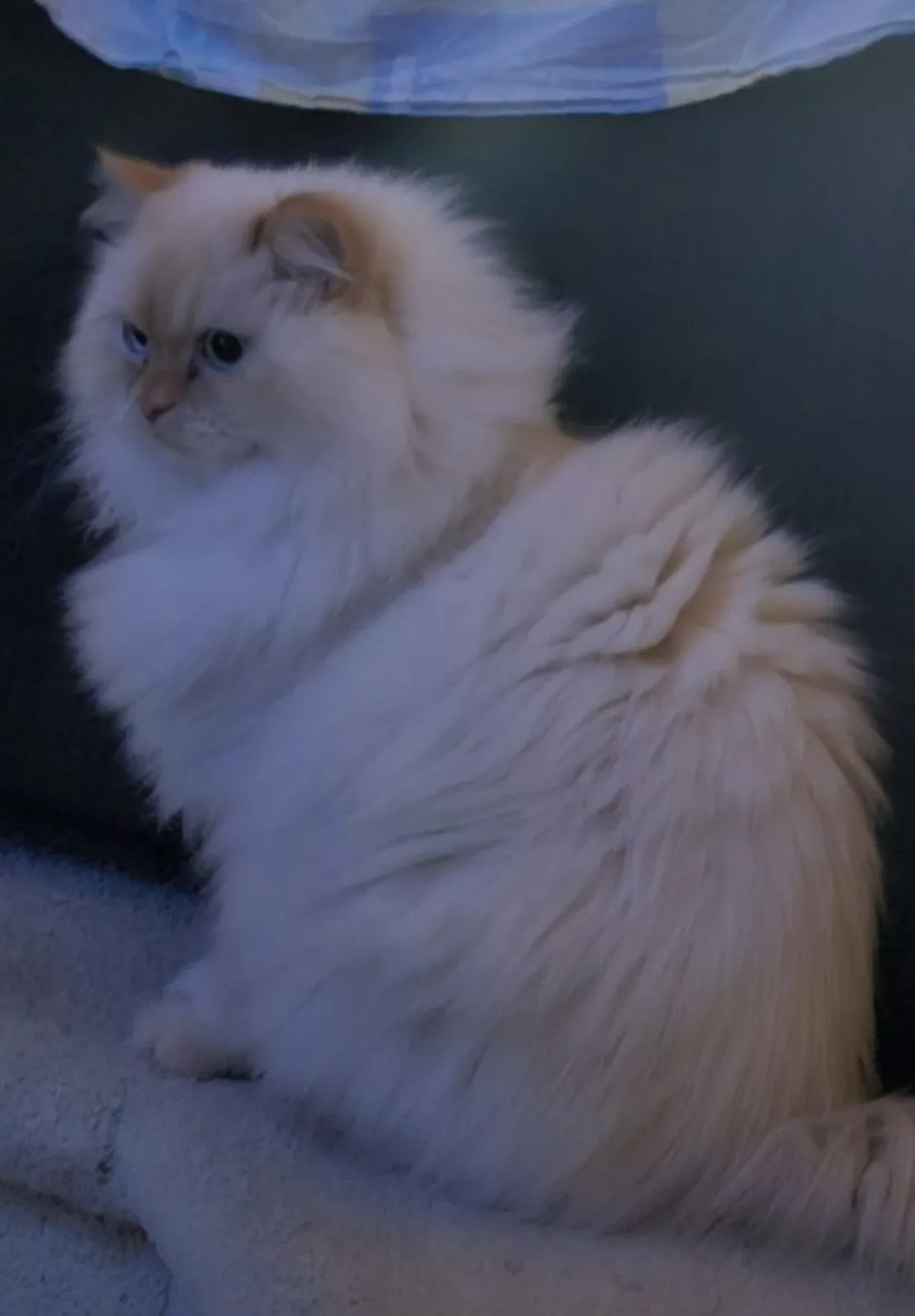 A fluffy, long-haired cream-colored cat with blue eyes sits on a light-colored surface, looking away with a displeased…