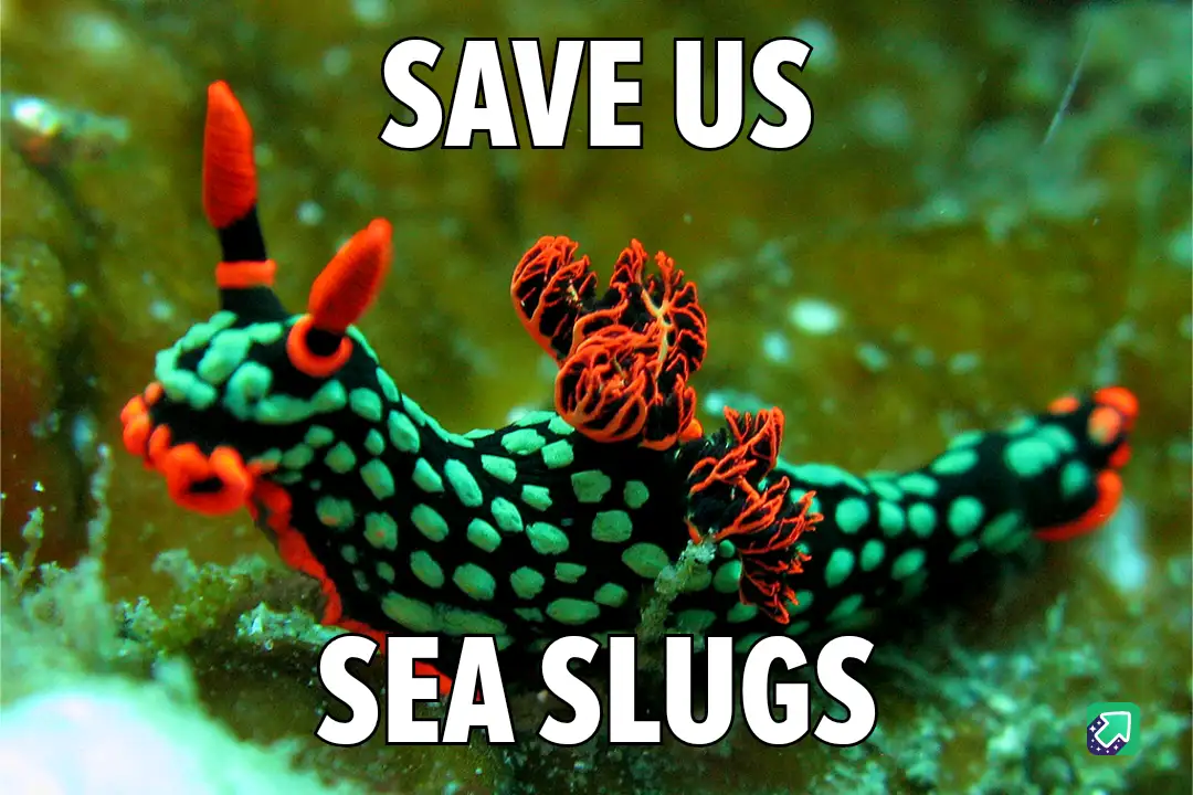A vibrant, colorful sea slug with a black body covered in green spots and bright orange appendages is shown underwater…