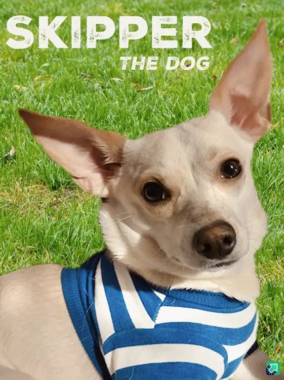 A light-colored dog with large, upright ears and dark eyes is lying on green grass, wearing a blue and white striped shirt…