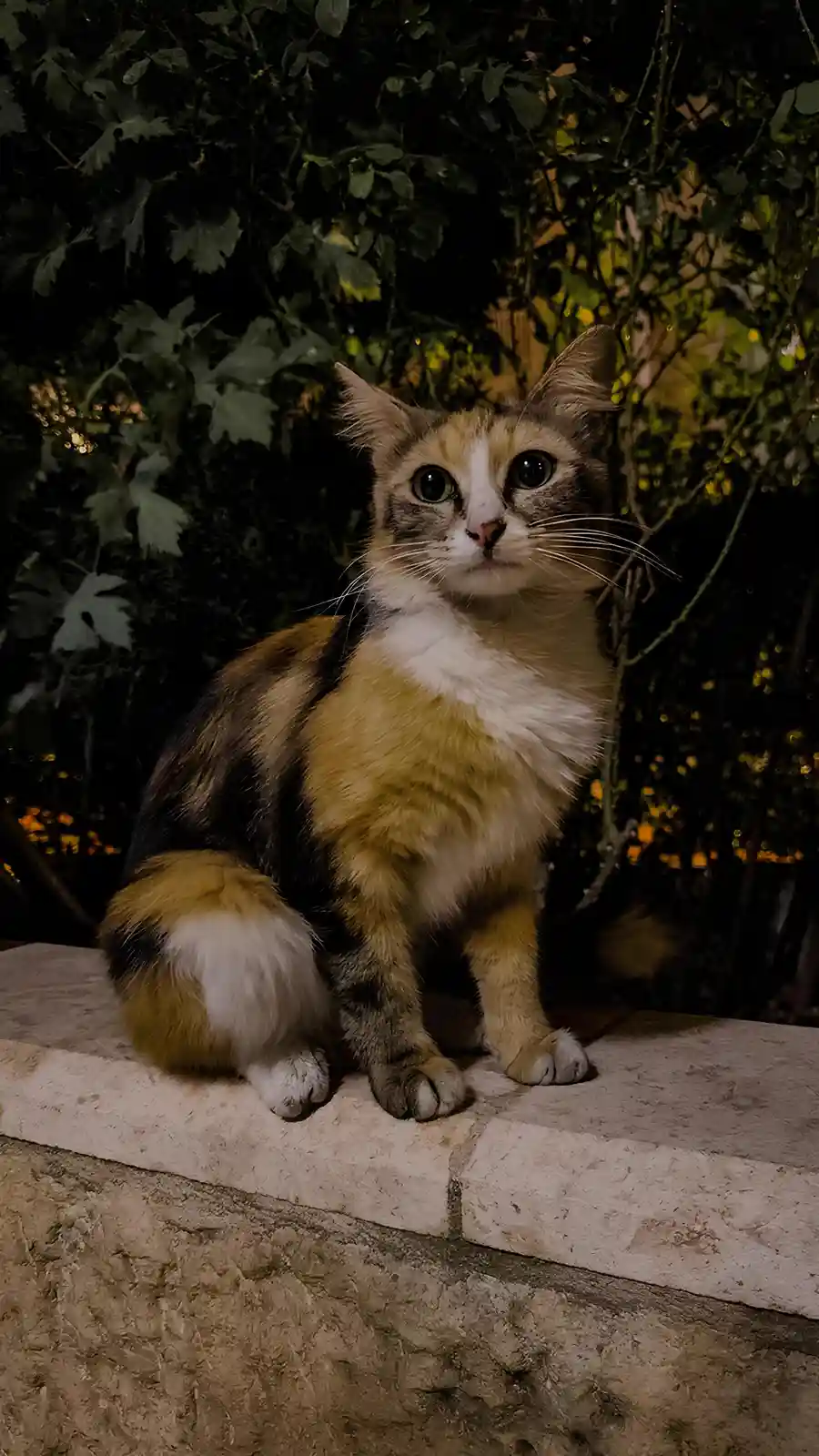 A calico cat with wide, startled eyes sits on a stone ledge at night, surrounded by dark foliage. The overlaid text reads…
