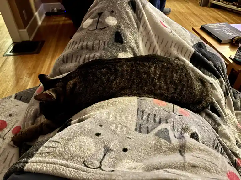 A dark tabby cat is curled up and sleeping on a grey blanket with cartoon animal faces, which is draped over a person's lap…