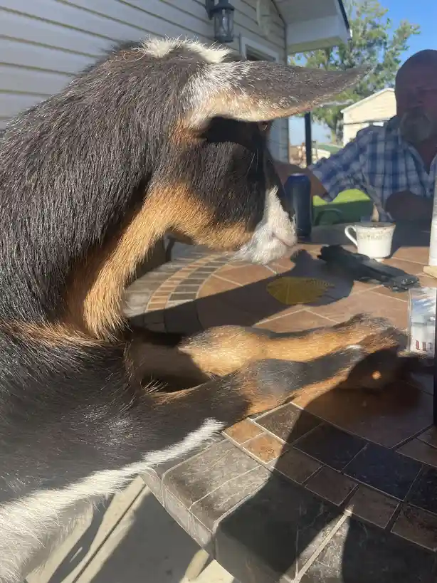 A black, brown, and white goat is sitting at an outdoor tiled table, its head turned to the side, appearing to be calmly…