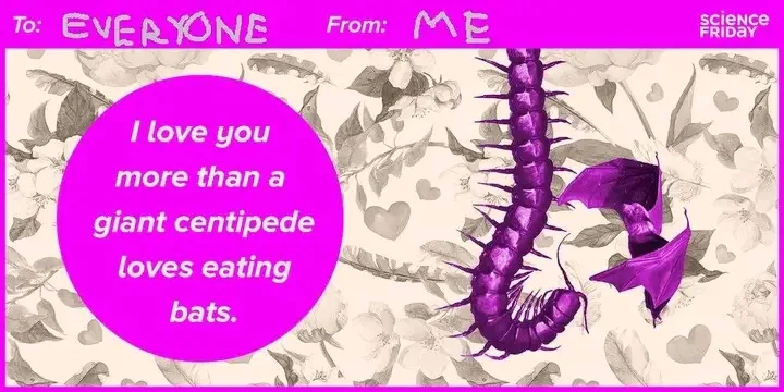 A pink-bordered image with a floral background shows a purple giant centipede and a purple bat. A large pink circle contains…