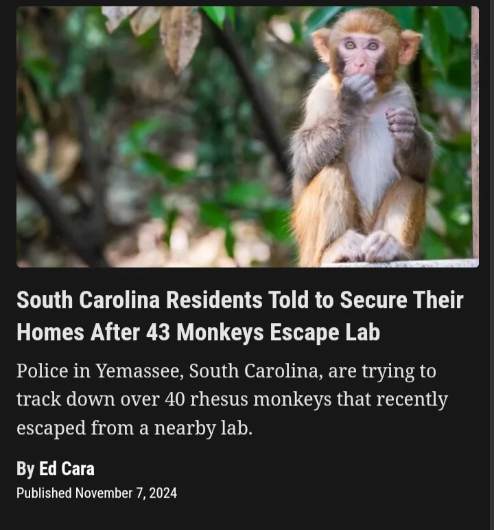 A photo of a rhesus monkey sitting outdoors with its hand near its mouth, overlaid with a news article headline about 43…