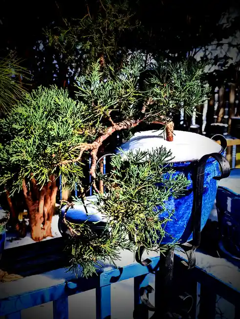 A close-up photo shows a small evergreen tree in a large, ornate blue pot with snow resting on its rim and branches. The pot…