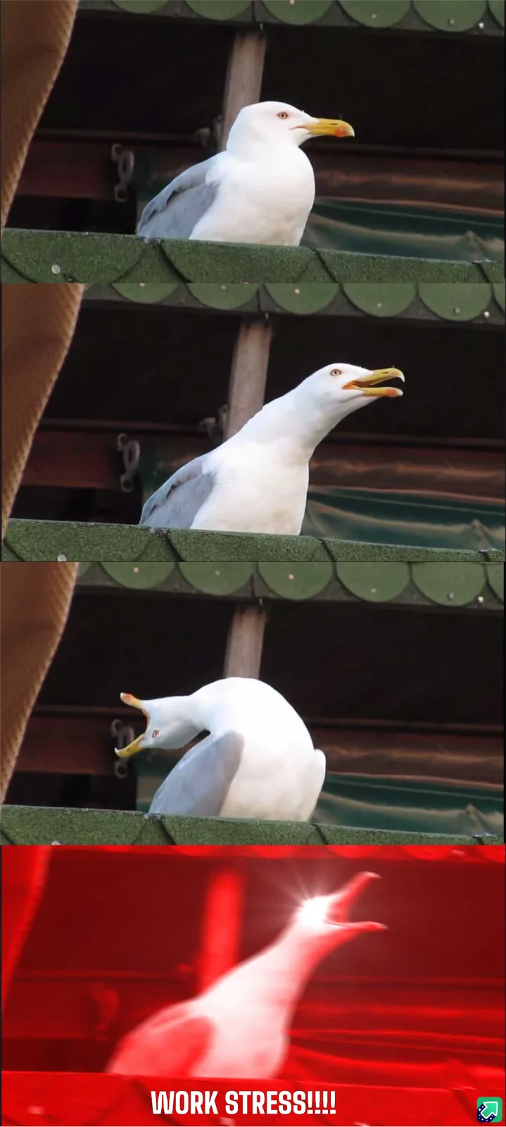 A seagull is shown in three panels: first looking calm, then opening its beak as if shouting, and finally screaming…