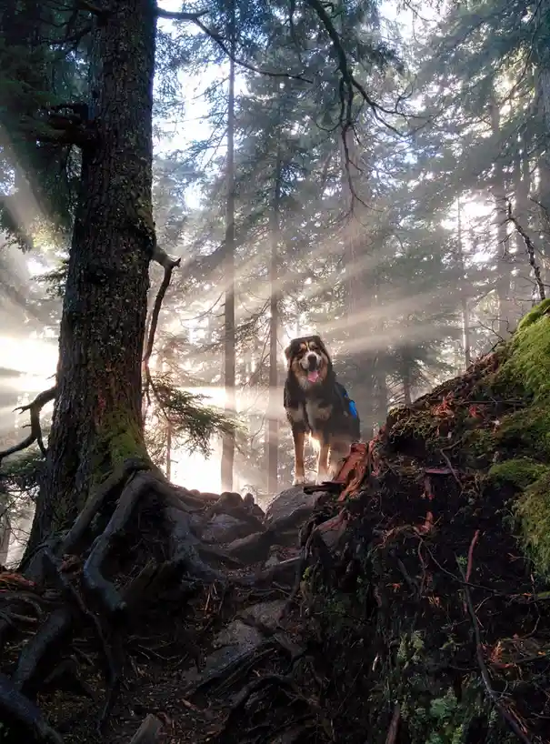 A tri-colored dog wearing a blue backpack stands atop a mossy forest root mound, bathed in dramatic sunbeams filtering…