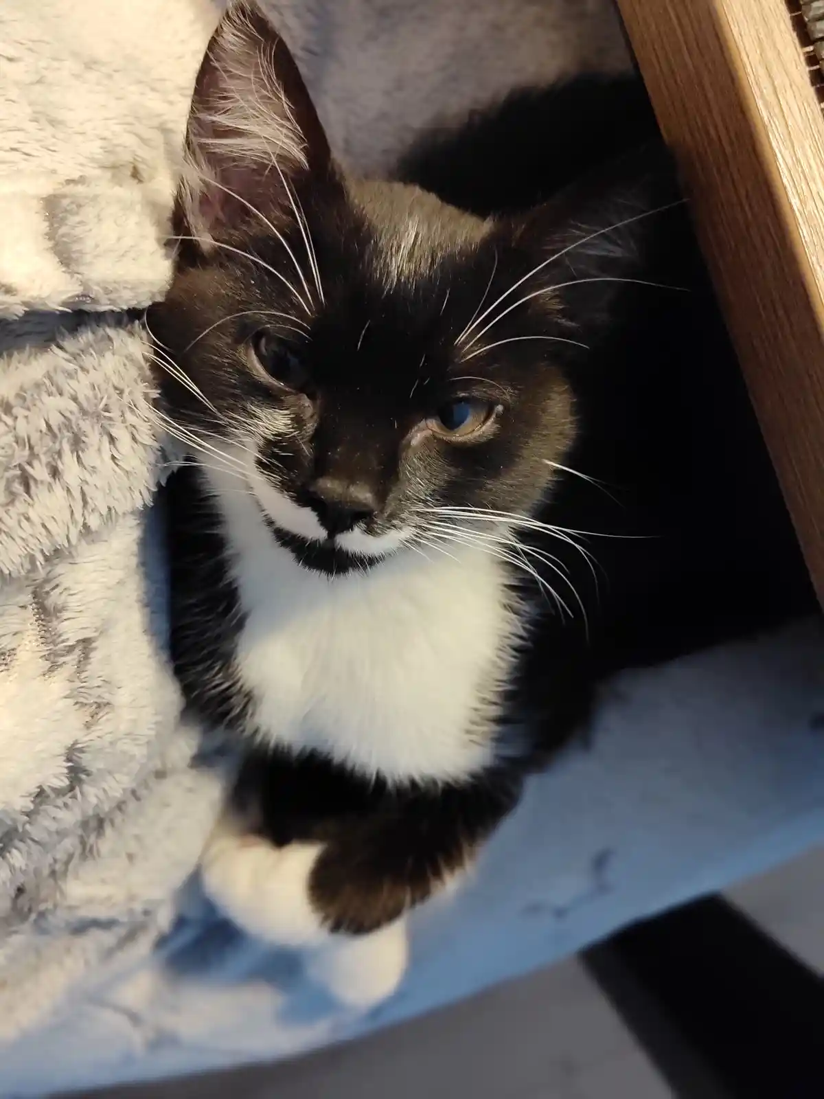 A close-up photo of a black-and-white cat with one blue eye and one brown eye, peeking out from under a wooden structure…