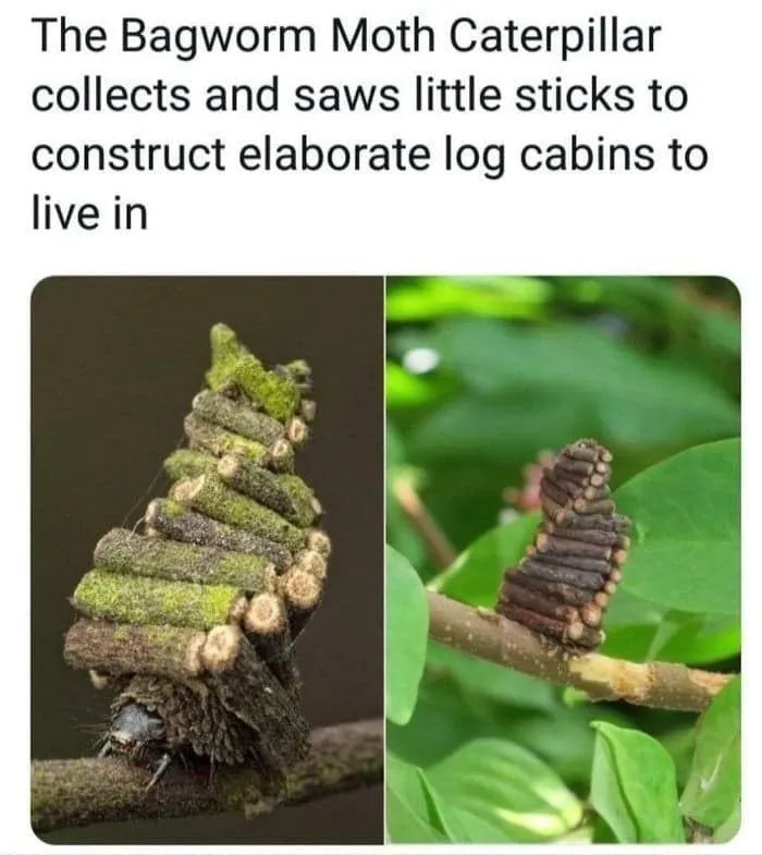 Two images show a bagworm moth caterpillar with a structure made of small sticks and moss, resembling a miniature log cabin…