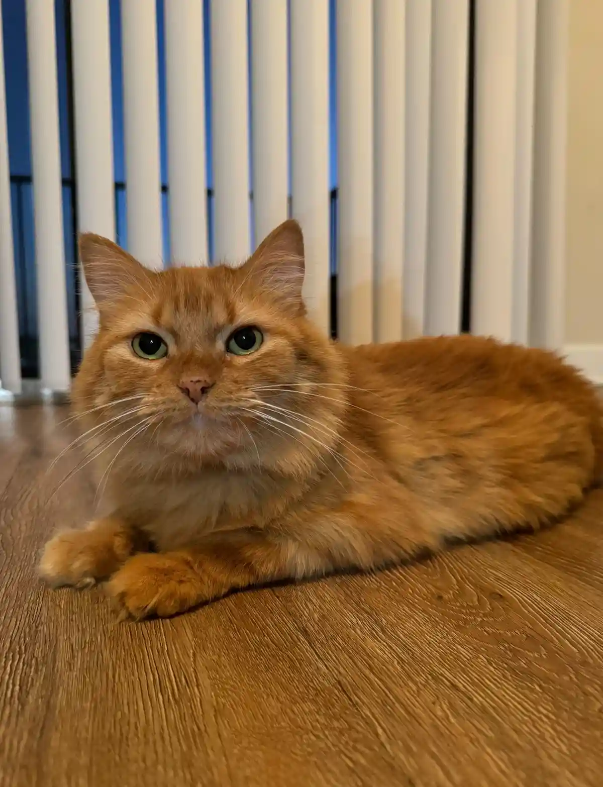 An orange tabby cat with green eyes lies on a wooden floor, looking directly at the camera with a serious, unimpressed…